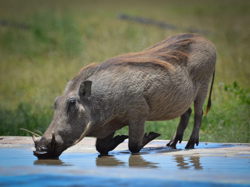 Kenya-Travel-Tribe-Africa-11 Family Travel Blog - Travel Tribe Africa