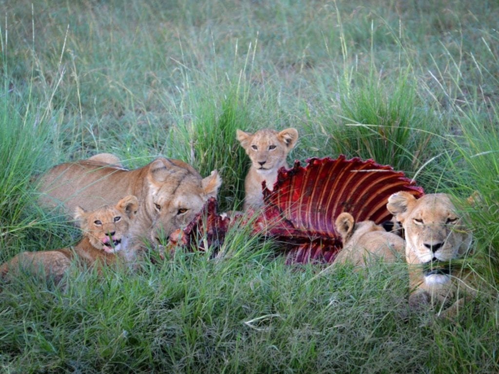 Kenya-Travel-Tribe-Africa-13 Family Travel Blog - Travel Tribe Africa