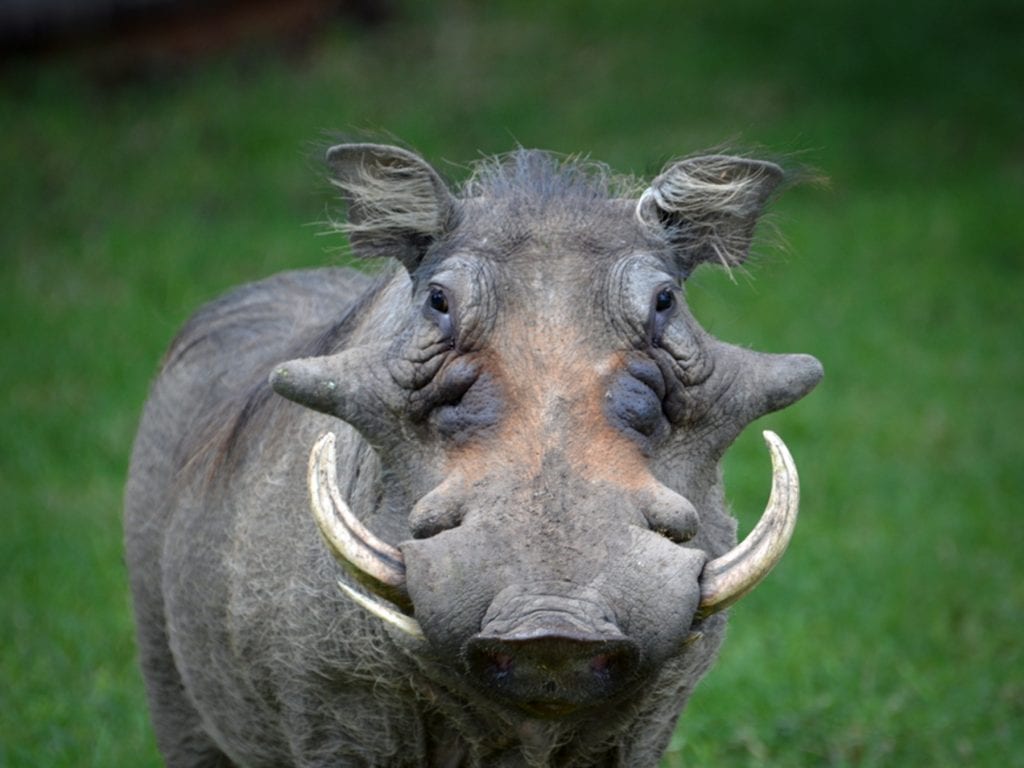 Travel-Tribe-Africa-Contact Travel Tribe Africa - Family Travel Site