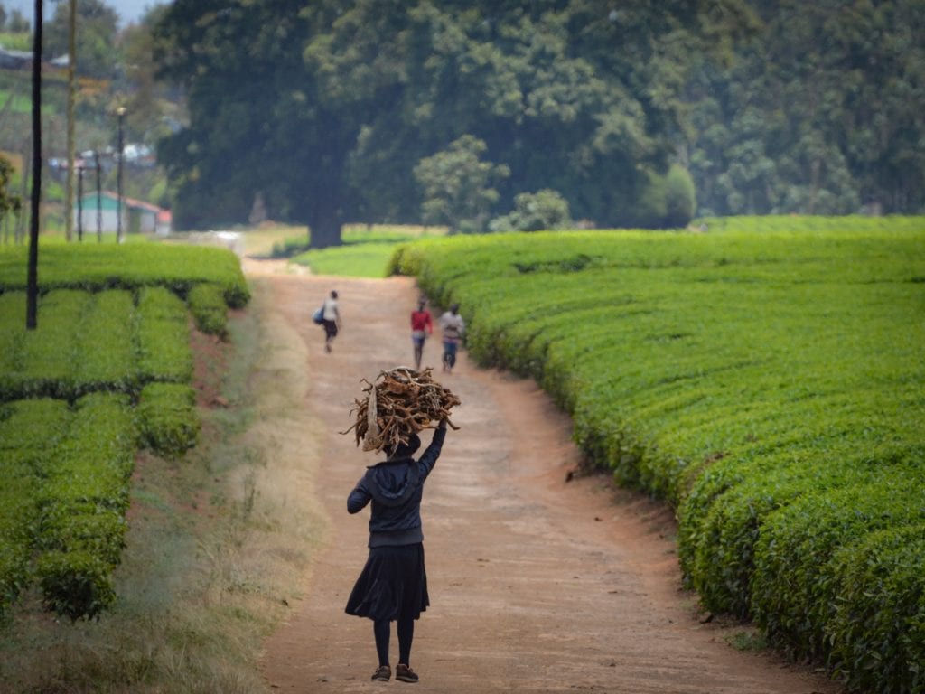 Travel-Tribe-Africa-Limuru-1 Travel Tribe Africa - Walking through a tea farm in Limuru, Kenya