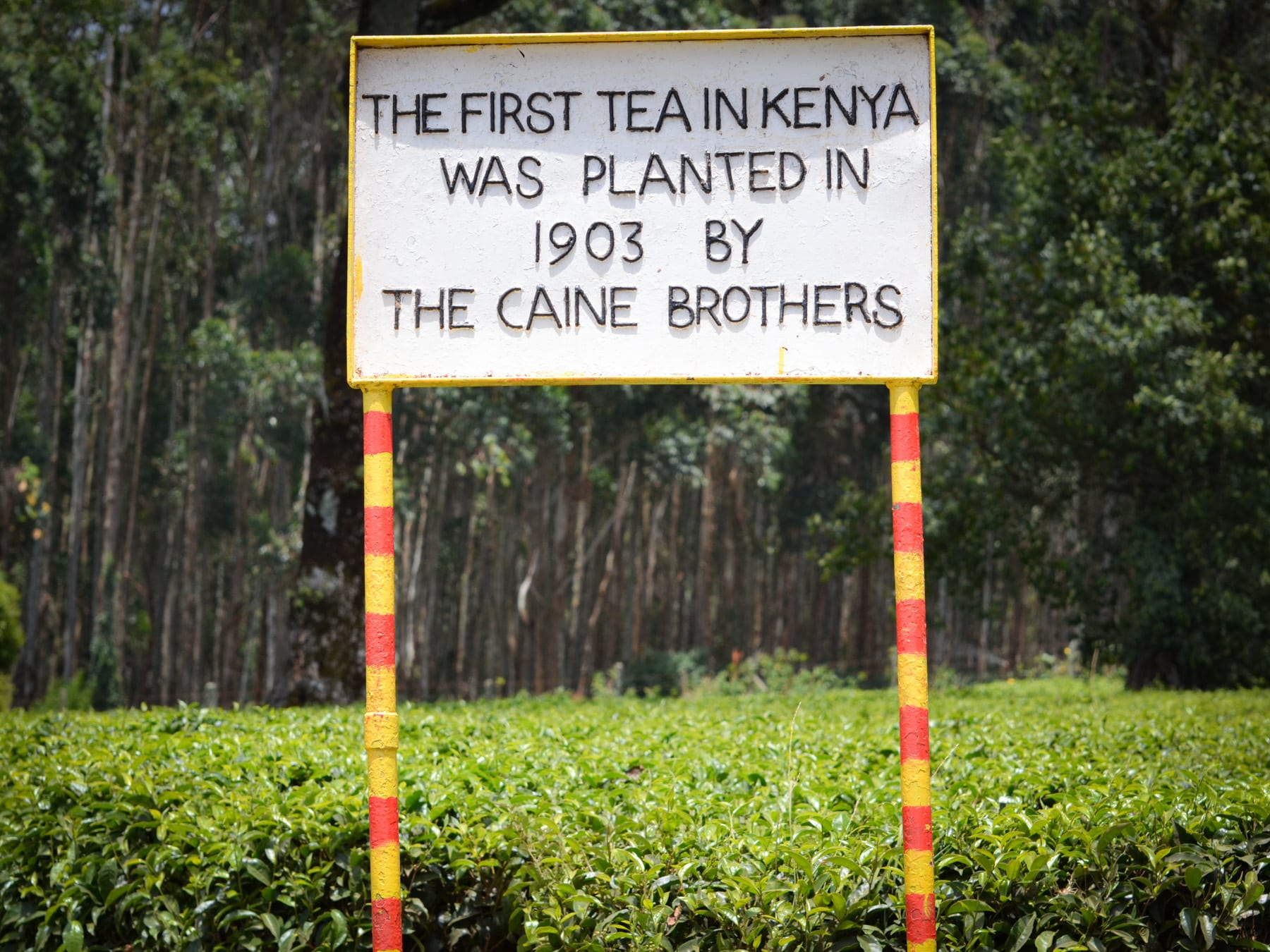 Travel Tribe Africa - First tea planted in Kenya in 1903 (Limuru, Kenya)