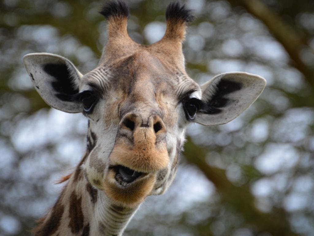 Travel-Tribe-Africa-Naivasha-13 Giraffe and other wildlife can be seen wandering around the shores of Lake Naivasha, among the trees