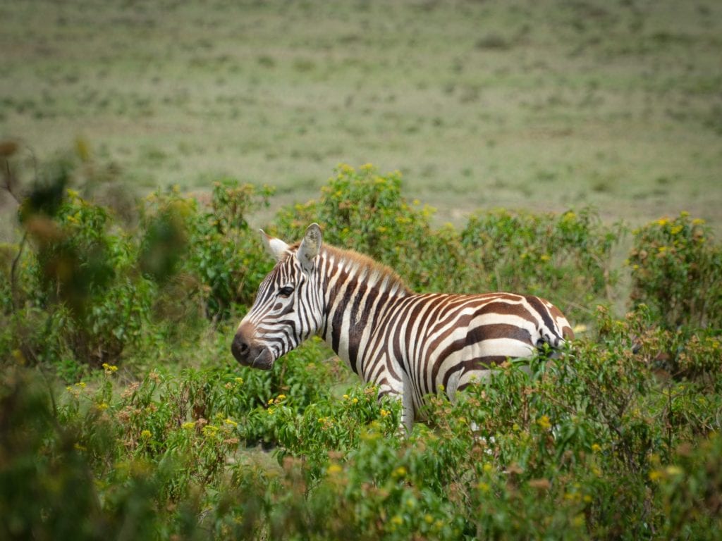 Travel-Tribe-Africa-Naivasha-5 Zebra graze at Crescent Island