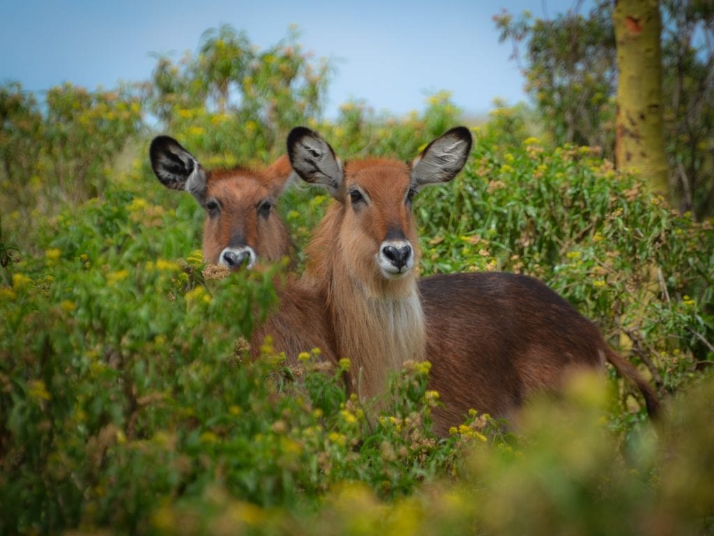 Travel-Tribe-Africa-Naivasha-7 Naivasha is rich in wildlife
