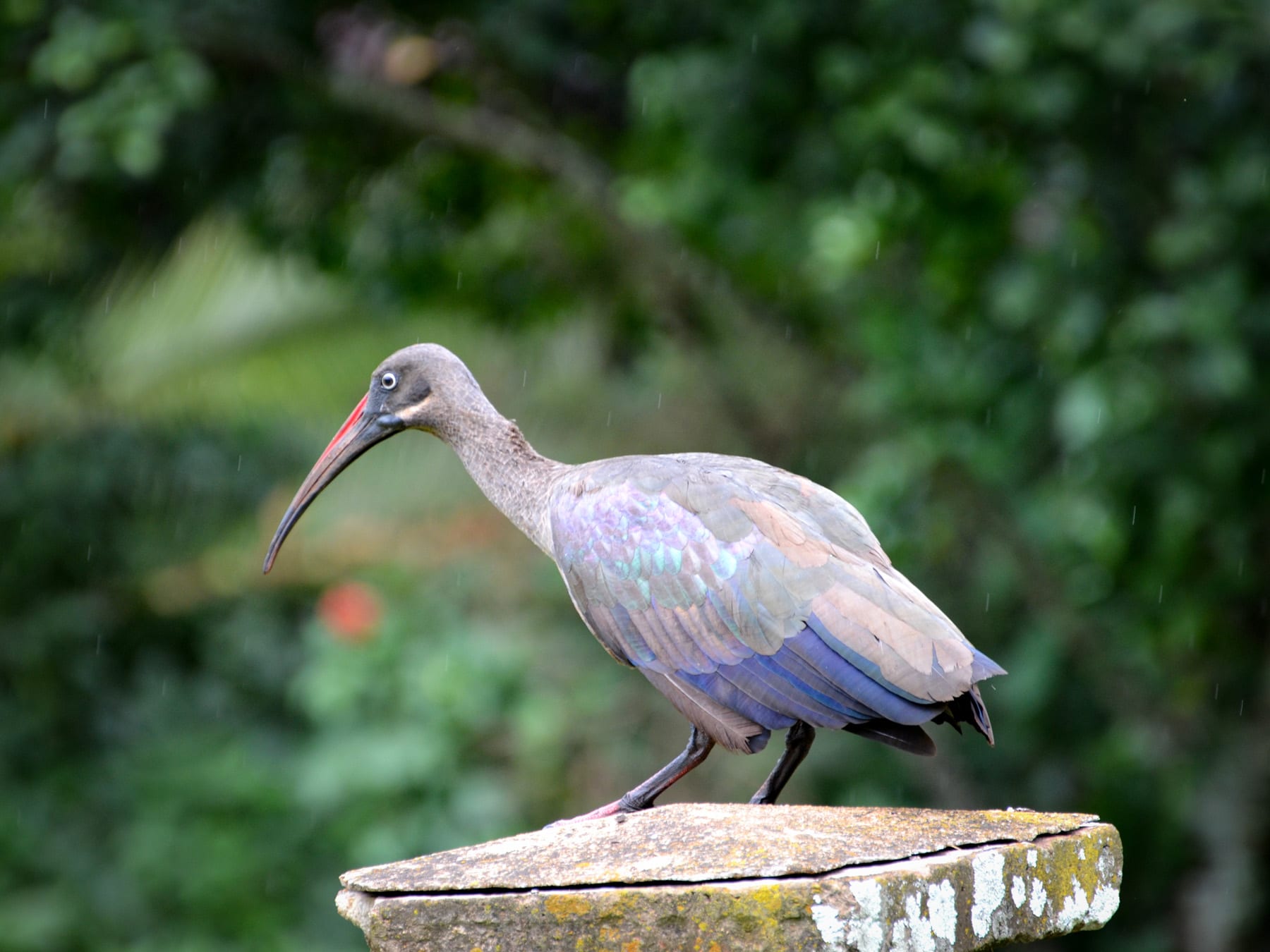 Kenya is home to more than 1,000+ species of birds.