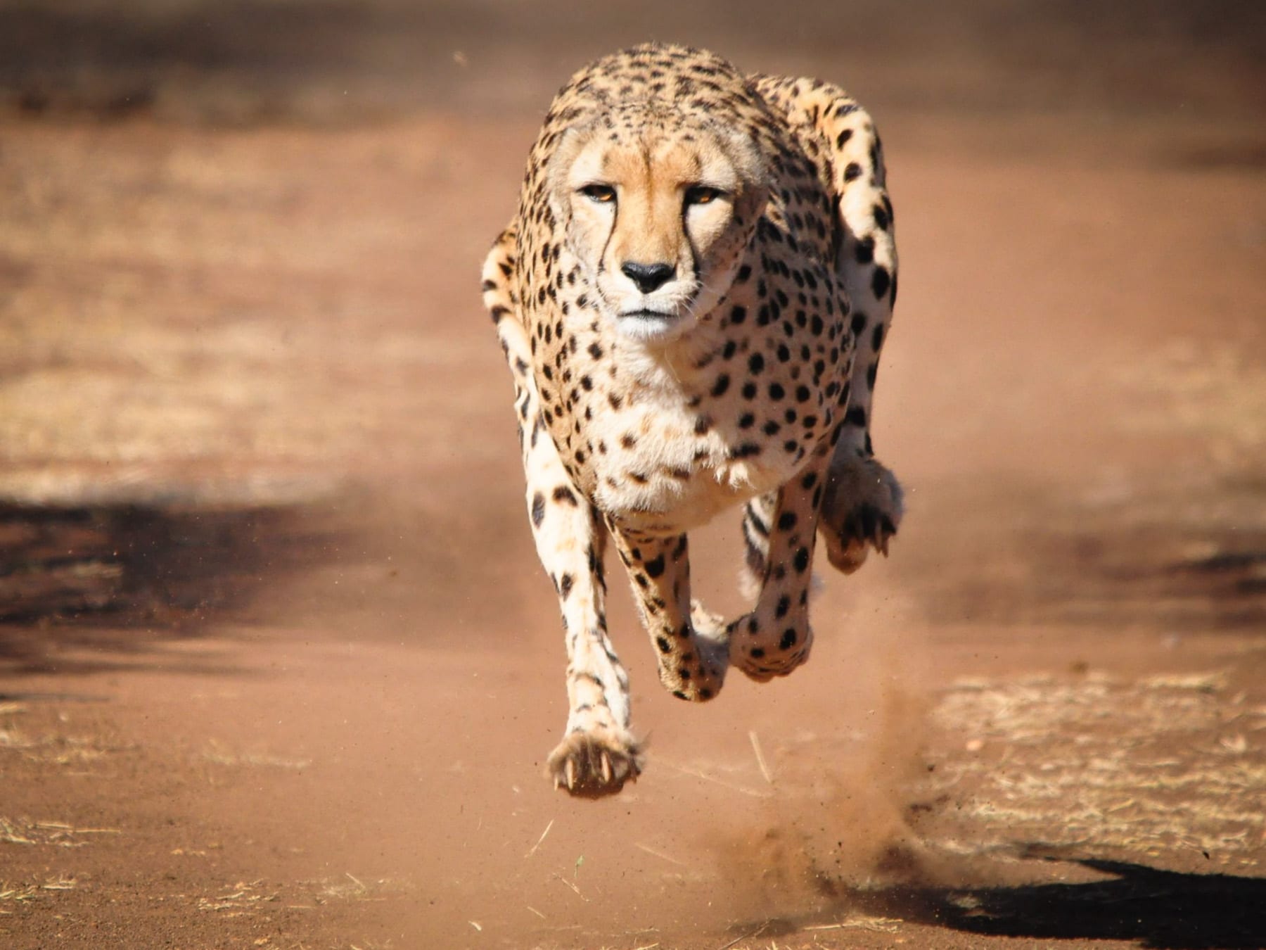 The cheetah can reach speeds of up to to 71 miles per hour.