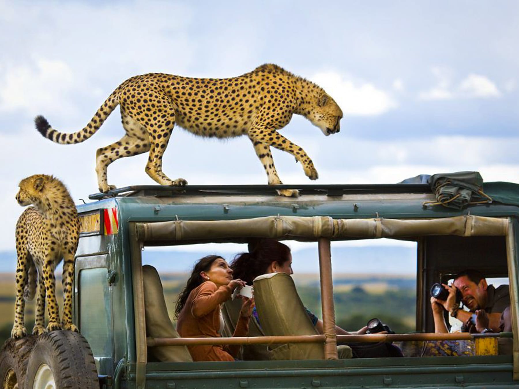 Cheetah can occasionally jump onto safari vehicles to get a good view of the surrounding landscape.