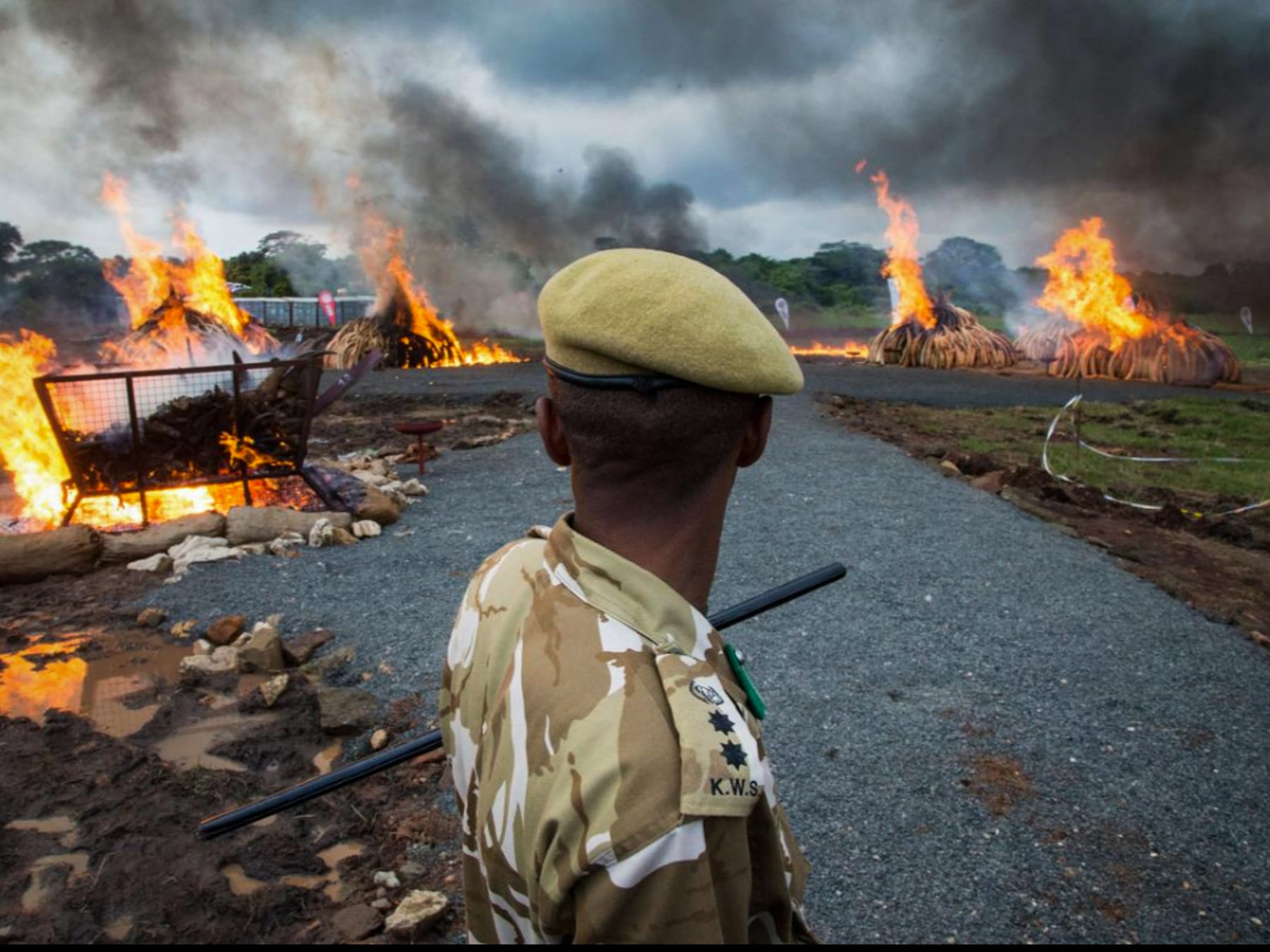 The burning of 105 tonnes of elephant ivory in 2016.