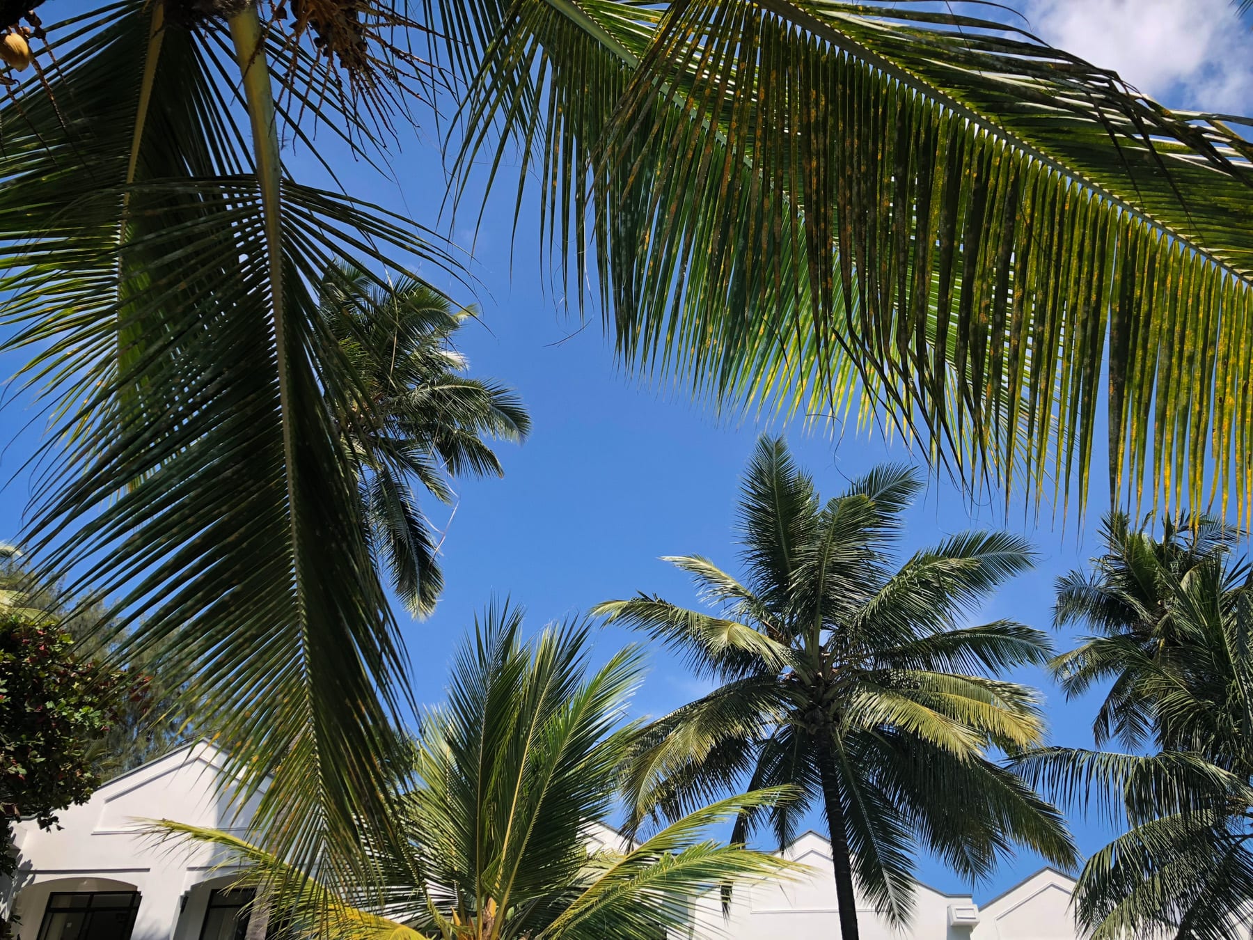 The coast plays host to tropical beaches and countless palm trees.