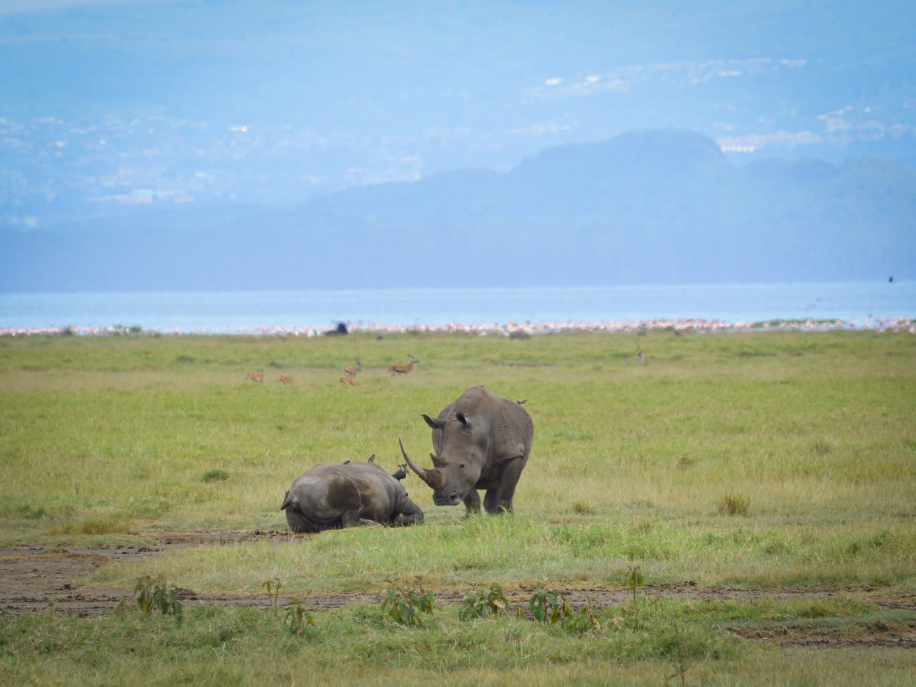 Viewing the big five in the wild is a privilege. We spotted these two rhino at Lake Nakuru.