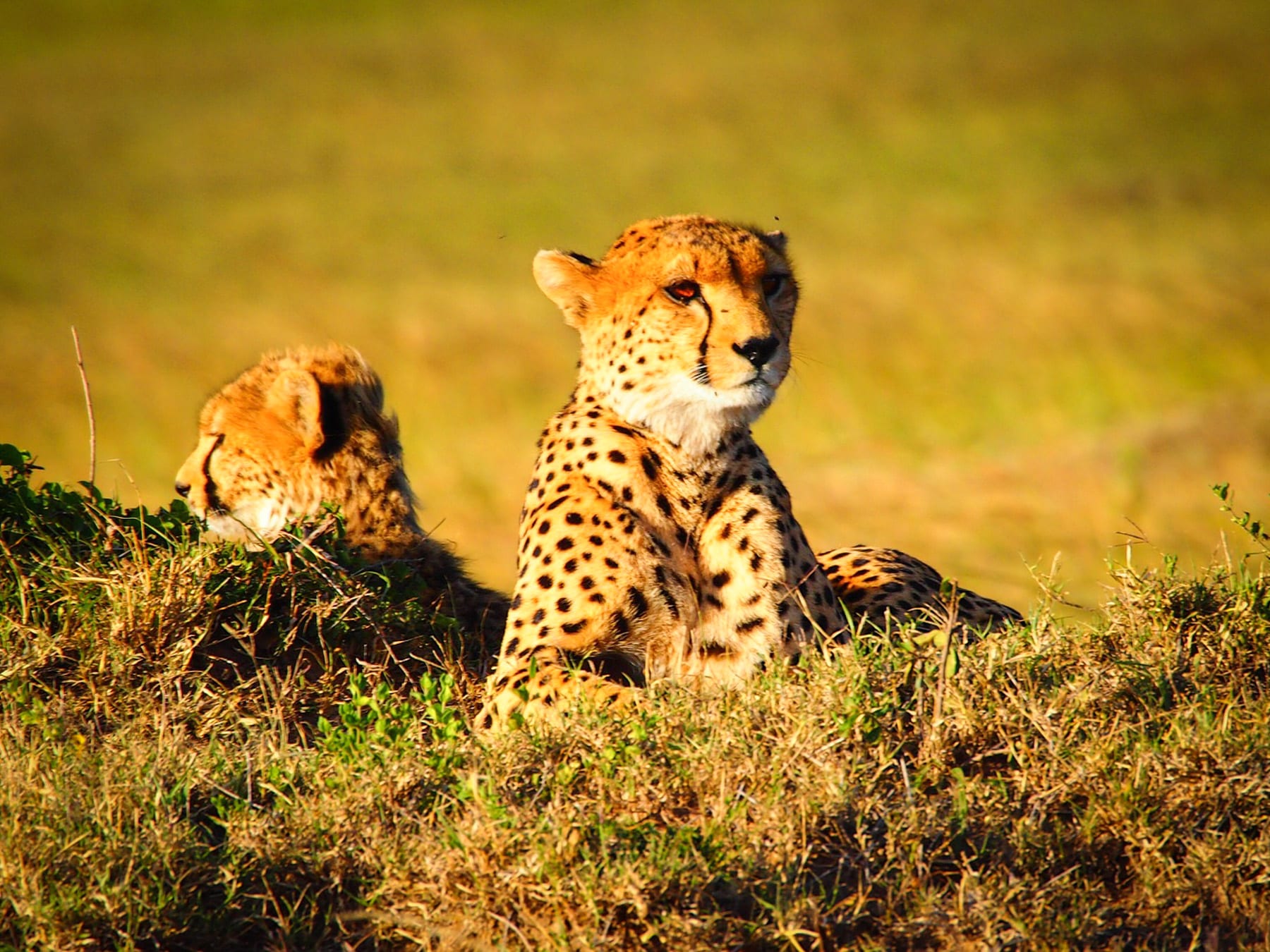 Kenya is proud to be the home of safari and has been recognised as the leading safari destination since 2015. Image by lajon, Pixabay.com.