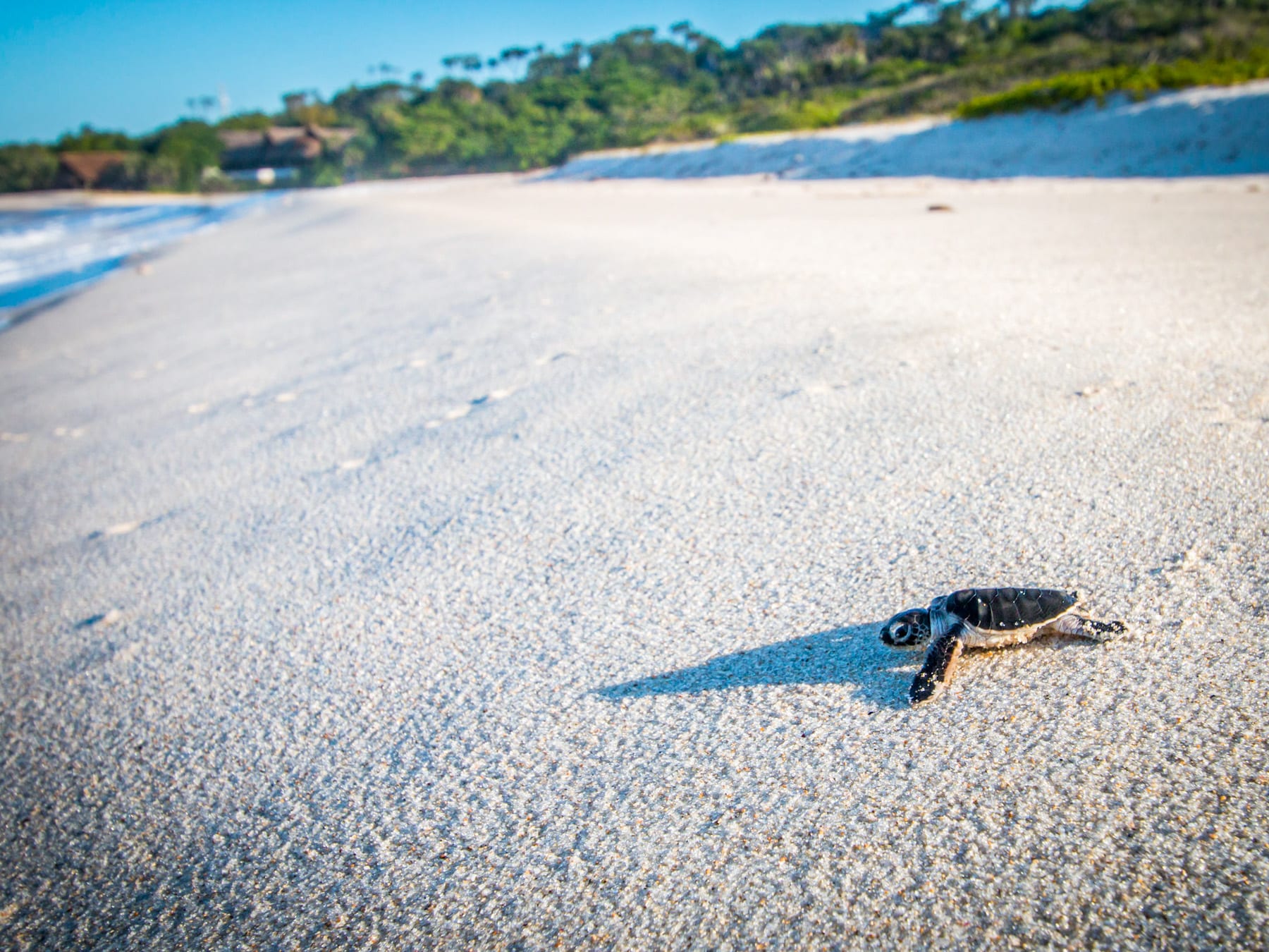 A baby turtle makes its way to the ocean after hatching.