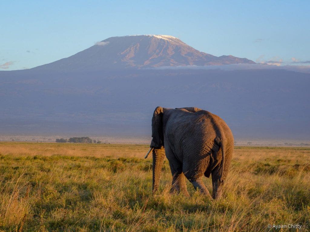 Photo Diary: Amboseli in Kenya with views of the majestic Kilimanjaro.
