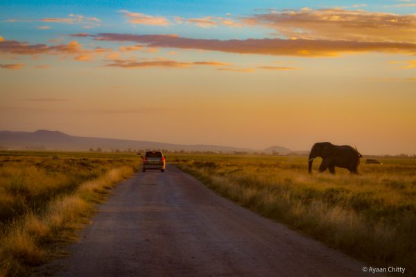 Safari Packages in East Africa - Kilimanjaro and Amboseli National Park, Kenya