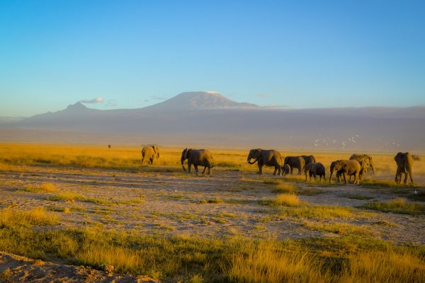 Kenya Safari Destinations - Kilimanjaro and Amboseli National Park, Kenya