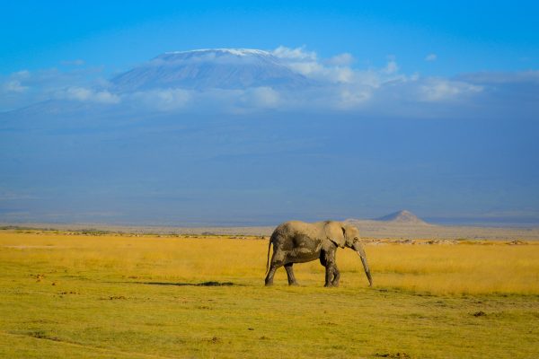 Safari Packages in Kenya - Elephants and Kilimanjaro in Amboseli National Park