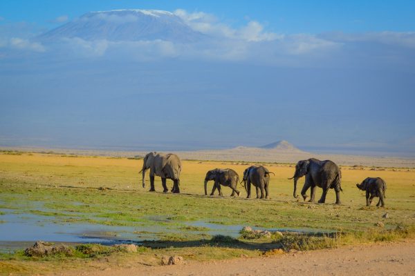 Safari Packages in Kenya - Elephants in Amboseli National Park