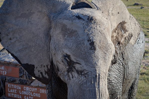 Wildlife in Kenya - Elephant in Amboseli National Park