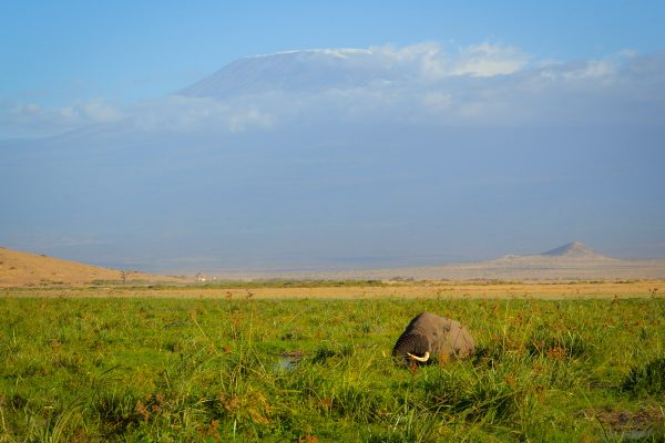 Luxury Wildlife Safari in Kenya - Amboseli National Park