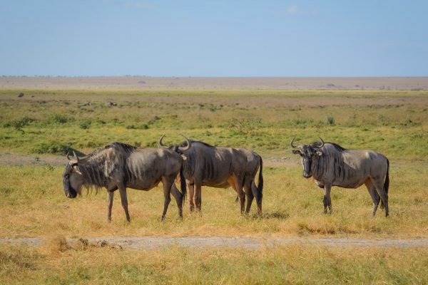 Wildlife Safari in Africa - Amboseli National Park, Kenya