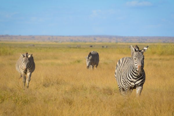 Wildlife Safari in Africa - Amboseli National Park, Kenya