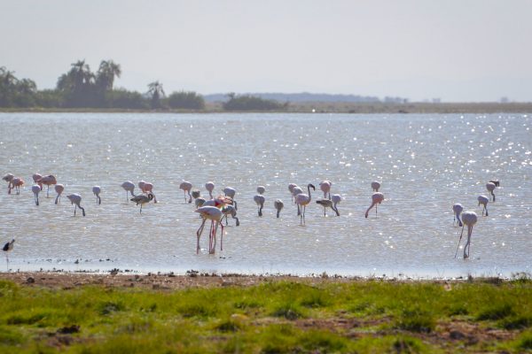 Flamingos in Kenya - Amboseli National Park
