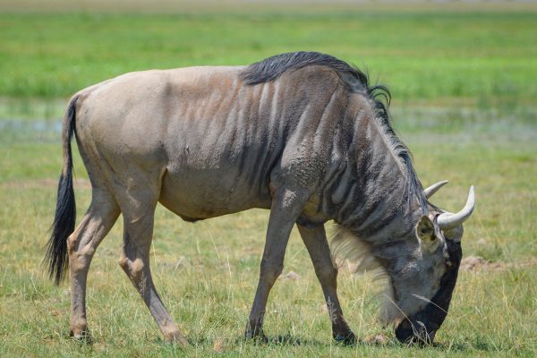 Kenya Wildlife Service - Amboseli National Park