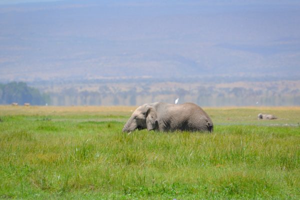 Kenya Wildlife Service - Amboseli National Park
