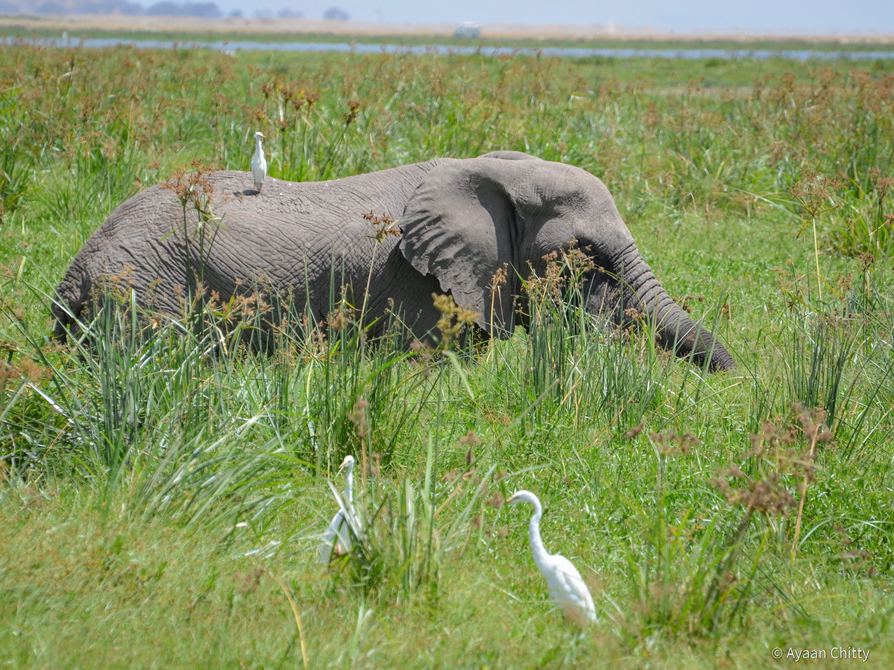 Kenya Safari Park - Elephant in Amboseli National Park