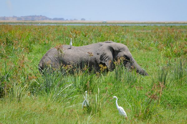 Kenya Safari Animals - Elephant in Amboseli National Park