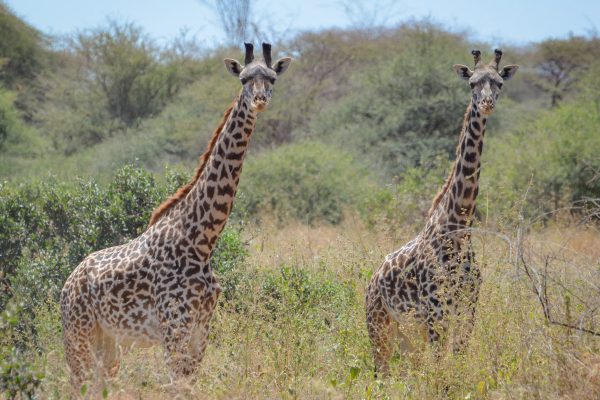 Kenya Safari Animals - Giraffe in Amboseli National Park
