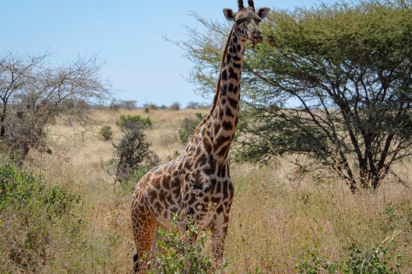 Wildlife of Kenya - Giraffe in Amboseli National Park
